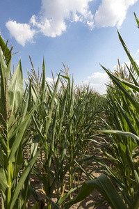 玉米田，农业