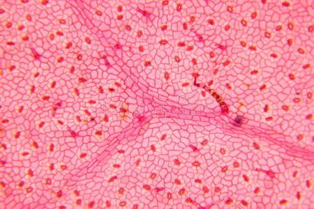 材料 微生物学 洋葱 显微镜 自然 研究 盘子 高的 学校