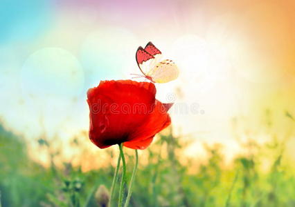 玫瑰 早晨 美女 花瓣 蝴蝶 天气 领域 太阳 自然 阳光