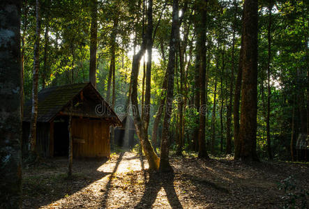 在树林里有阳光的小屋
