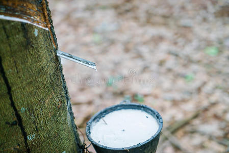 绿化 种植园 植物 生产 土地 粘贴 材料 乳胶 离开 液体