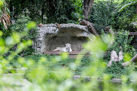 自然 动物 植物 洞穴 岩石 休息 老虎 睡觉 野生动物