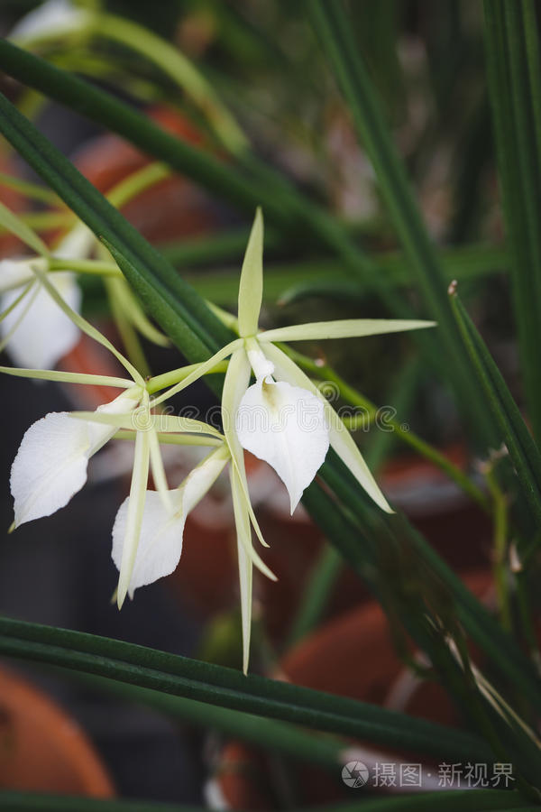白色兰花