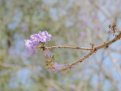 盛开 开花 植物学 树叶 粉红色 植物 颜色 紫色 公园