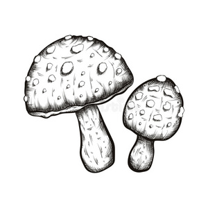 手绘蘑菇集插图
