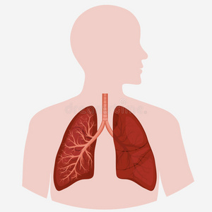 有机体 人类 癌症 呼吸系统 绘画 形象 生物学 身体 流感