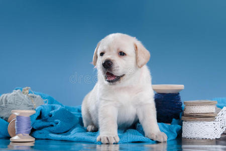 小狗 哺乳动物 毛茸茸的 犬科动物 宠物 可爱的 繁殖 可爱极了