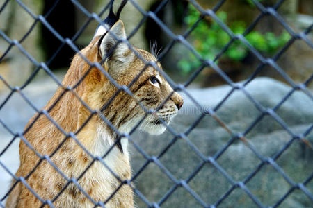 猞猁 凝视 笼子 俘虏 自由 动物 囚禁 面对 猫科动物