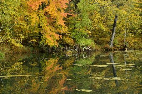 湖面倒映的秋色