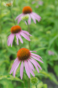 植物区系 紫锥菊 花园 圆锥体 花坛 治愈 花瓣