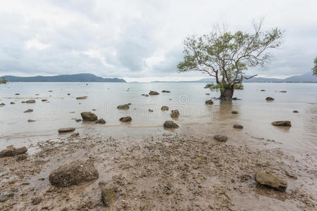 红树林