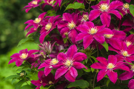 开花 紫色 花园 自然 铁线莲 季节 花瓣 夏天 盛开 植物