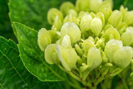 特写绿色绣球花在花园里