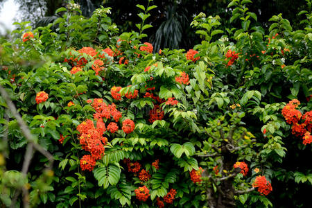 塔曼 塔西克 马来西亚 花园 树叶 旅行 自然 旅行者 地区