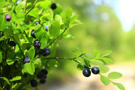 植物 食物 自然 灌木 森林 颜色 夏天 浆果 草莓 生活