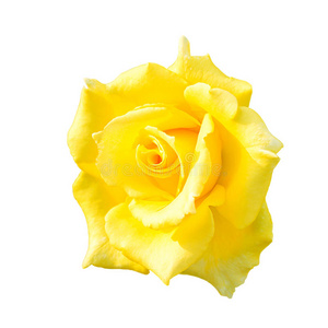 庆祝 开花 浪漫的 自然 美女 特写镜头 植物 礼物 玫瑰