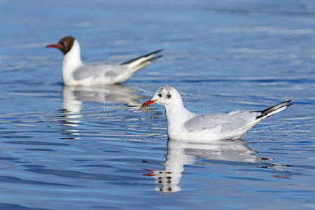海岸 夏天 行动 亚洲 池塘 沼泽 海滨 羽毛 自然 白头