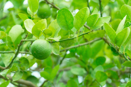 树上青柠檬照片