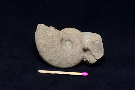 菊石化石
