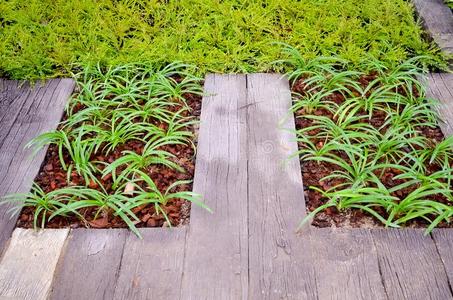 房子 外观 树叶 栽培 园艺 植物学 生长 花园 框架 攀爬