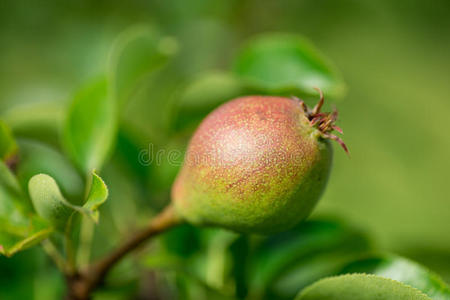 果园里树枝上的梨子