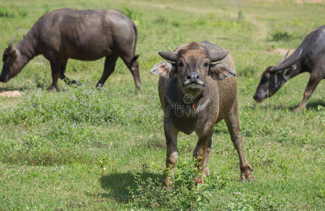 动物 植物 泰语 站立 农场 亚洲 水牛 领域 食物 哺乳动物