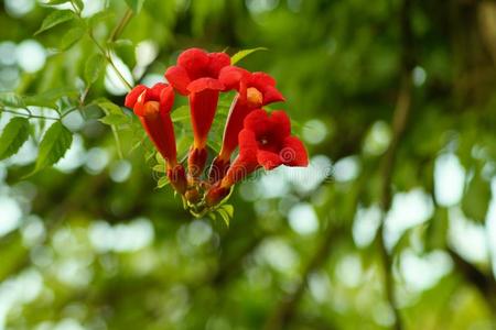 喇叭葡萄树或喇叭树的美丽的红花CampsisRadicans