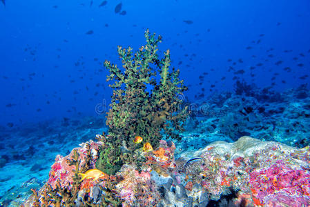 珊瑚 生活 海洋 深的 蝴蝶 自然 马尔代夫 潜水 拿破仑