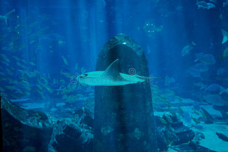 水族馆 珊瑚 废墟 泻湖 水下 黄貂鱼 潜水 满的 鲨鱼