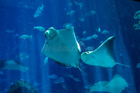 近的 活着的 默里 联合国 坟墓 海鳗 水族馆 鲨鱼 真实的