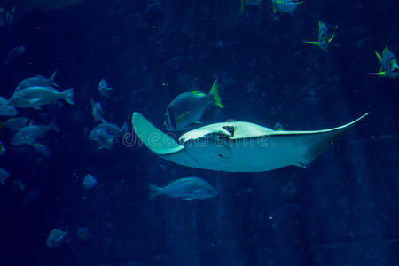 美丽的黄貂鱼在水族馆里游泳