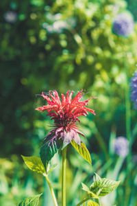 草本植物 花园 植物园 美国 园艺 医学 花农 欧洲 集群