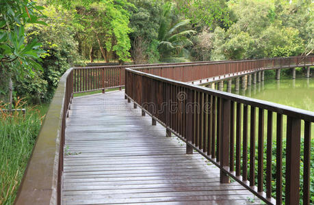 木板路 丛林 步行 风景 冒险 自然 通路 走道 旅行 植物