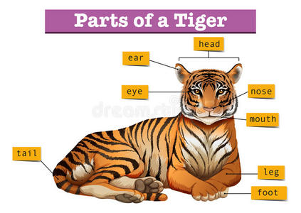 老虎身体结构图片图片
