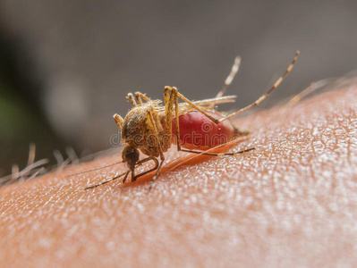 健康 特写镜头 动物 丝虫病 自然 蚊虫 人类 登革热 疟疾