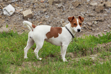 自然 动物 犬科动物 繁殖 颜色 衣领 可爱的 羊毛 猎犬