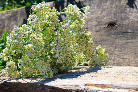 花束 芬芳 盛开 草本植物 植物区系 乳脂 芳香 草药 奥加