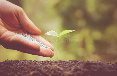地面 种植园 培育 农业 生长 花园 园艺 植物 堆肥 自然