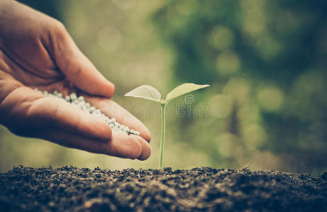 园艺 生态学 环境 种植园 生活 自然 照顾 花园 培养