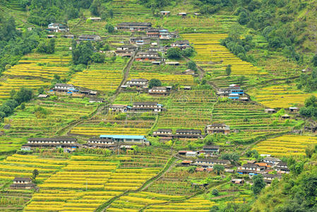 栽培 小屋 成长 领域 亚洲 农民 梯子 收获 地标 稻谷