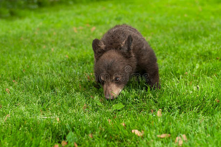 黑熊幼崽美洲熊在草地上