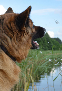 德国牧羊犬靠近湖边