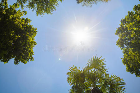 颜色 美女 天空 自然 棕榈 夏天 植物 分支 阳光 树叶