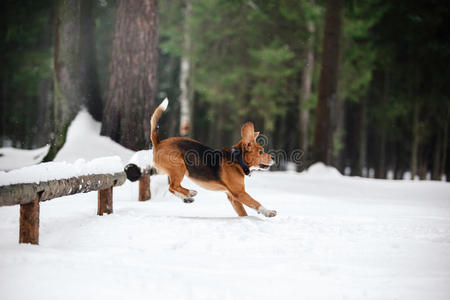 狗在冬天的森林里散步