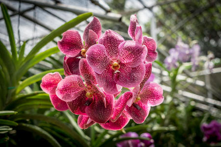 兰花 植物学 植物 美女 花瓣 花的 洋红色 花园 颜色