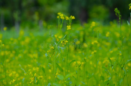 特写镜头 美女 万寿菊 医学 白屈菜碱 植物学 自然 草药