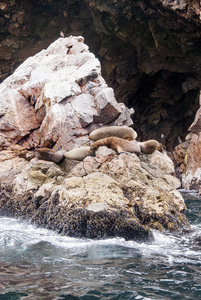 南美洲海狮殖民地巴利斯塔斯岛