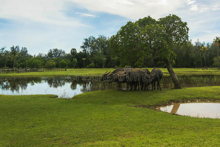 泰国水牛正在田野里吃草