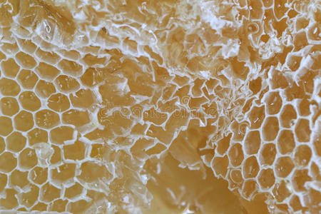 蜂巢特写图片