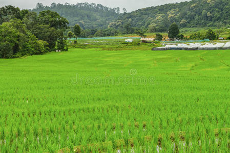 邦平稻田在，泰国